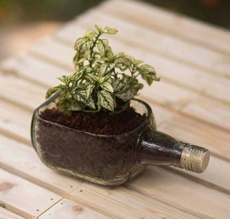 Upcycled Rum Bottle Planter – Handmade Glass Table Top Succulent Planter