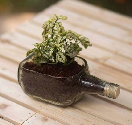Upcycled Rum Bottle Planter – Handmade Glass Table Top Succulent Planter