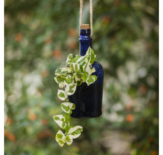 Antiquity Bottle Planter (Hanging)