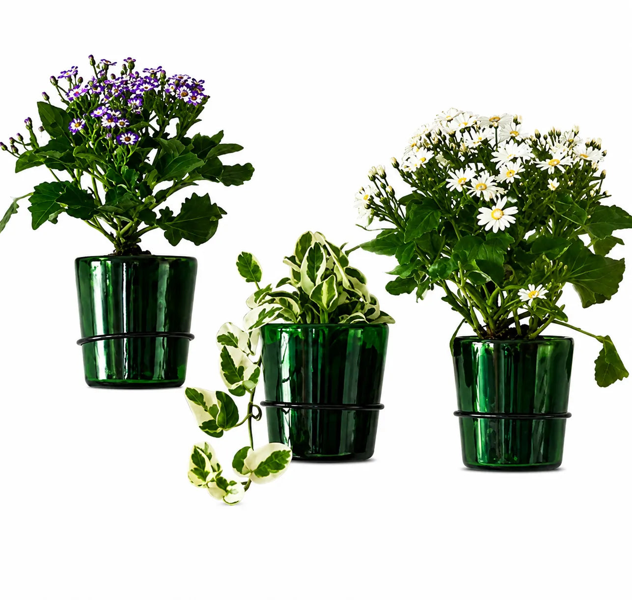 Vat69 Bottle Planters with Iron Stand – Set of 3