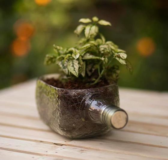 Upcycled Rum Bottle Planter – Handmade Glass Table Top Succulent Planter