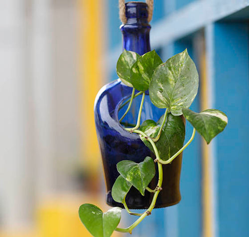 Load image into Gallery viewer, Antiquity Bottle Planter (Hanging)
