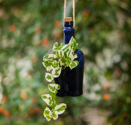 Antiquity Bottle Planter (Hanging)
