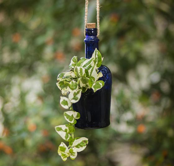 Antiquity Bottle Planter (Hanging)